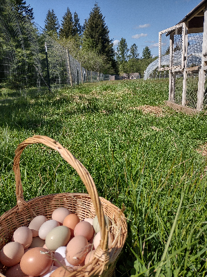 grass eggs.jpg