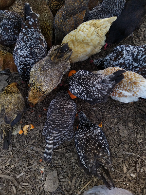 hen feathers.jpg